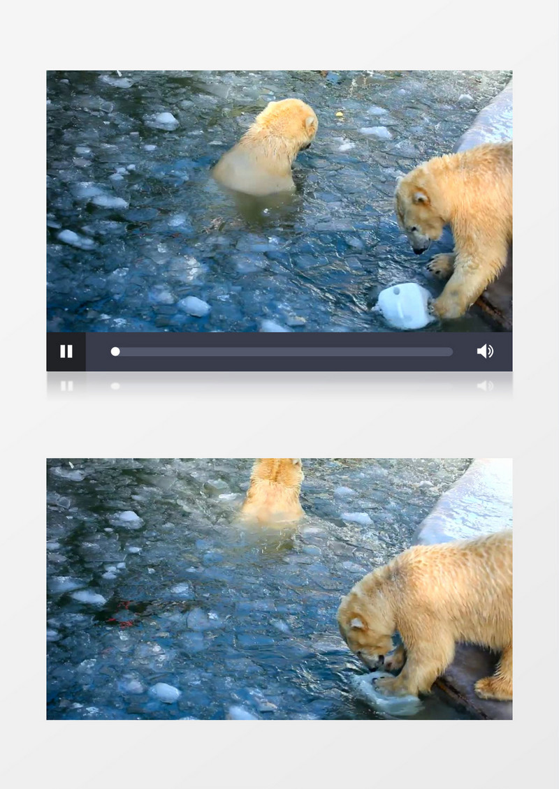 北极熊在冰水中玩耍实拍视频素材