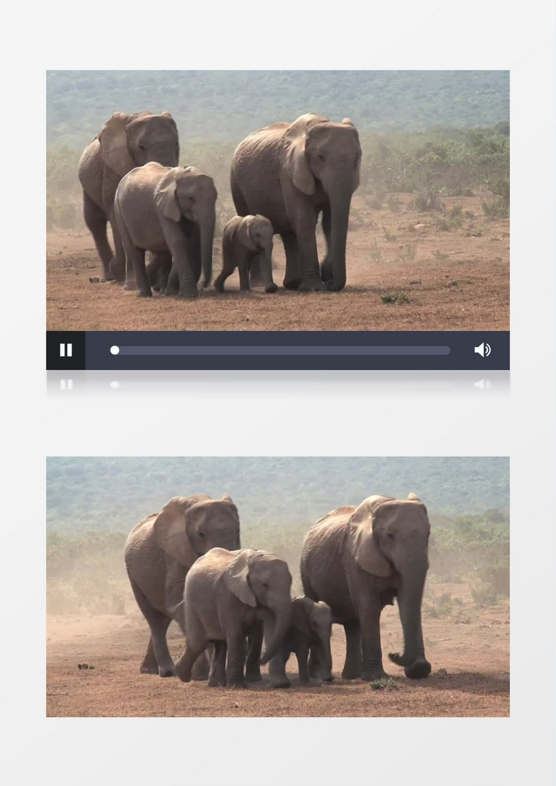非洲大象在尘土飞扬的地面上行走实拍视频素材
