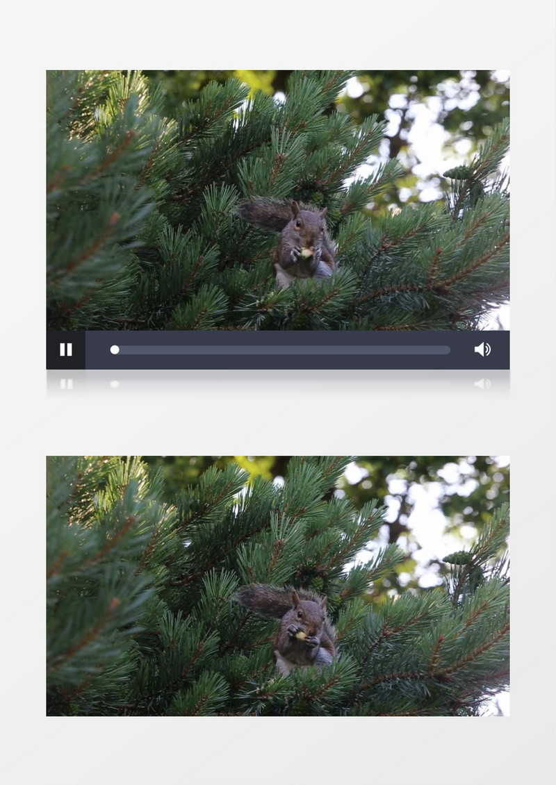 松鼠坐在树枝上吃食物实拍视频素材