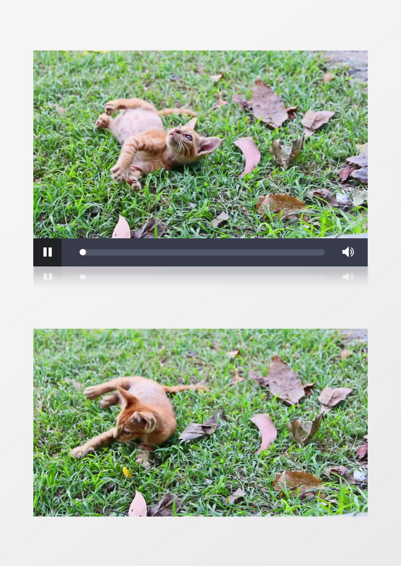 两只小猫在草地上玩耍实拍视频素材