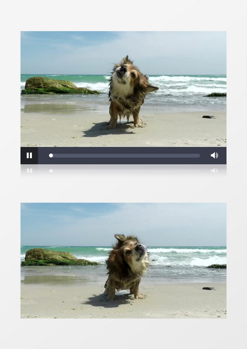 小狗在海滩上甩动身上的水实拍视频素材