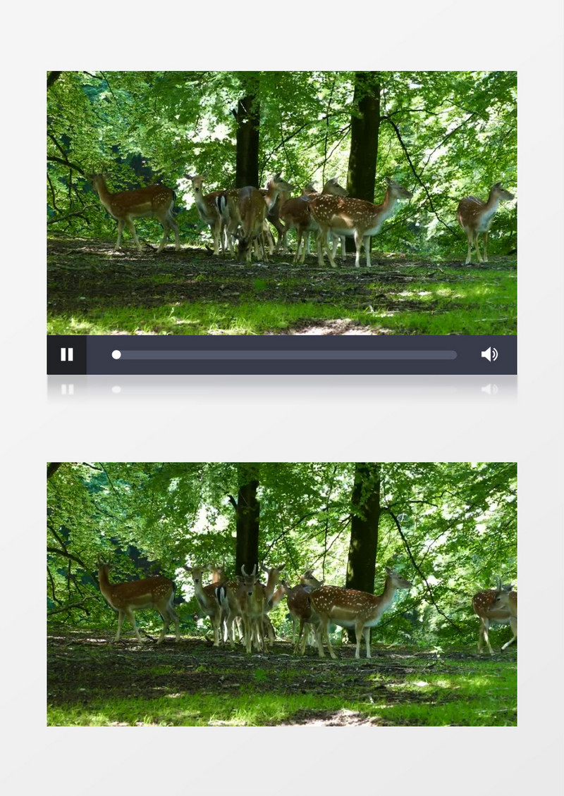 一群小鹿在森林中觅食实拍视频素材