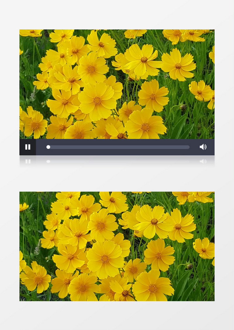 黄色的小花随着微风轻轻摇晃实拍视频素材