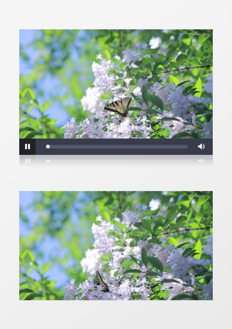 蝴蝶在花丛中飞舞实拍视频素材
