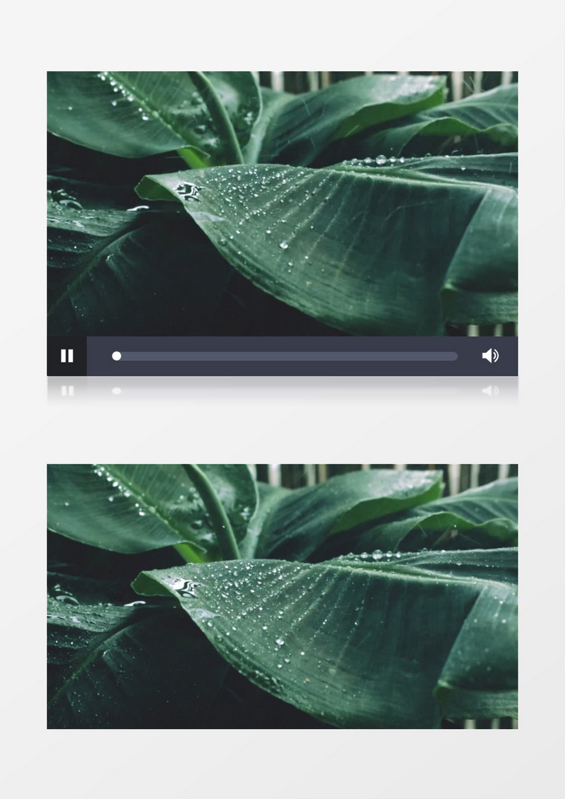 雨水拍打在芭蕉叶上形成水珠实拍视频素材