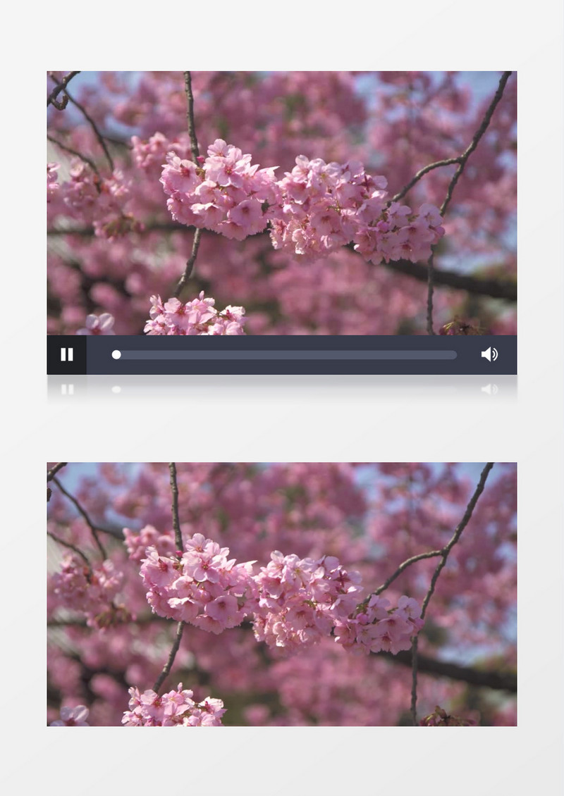 樱花随着微风轻轻摇摆实拍视频素材