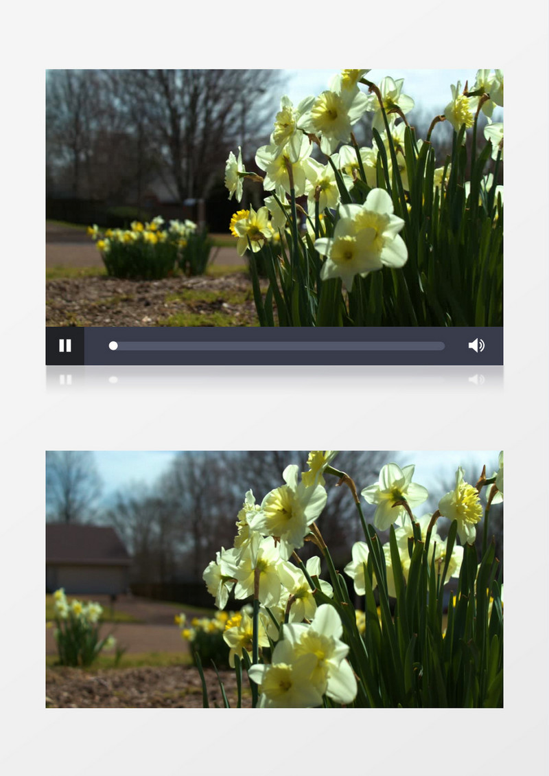 阳光下各个角度的花丛实拍视频素材