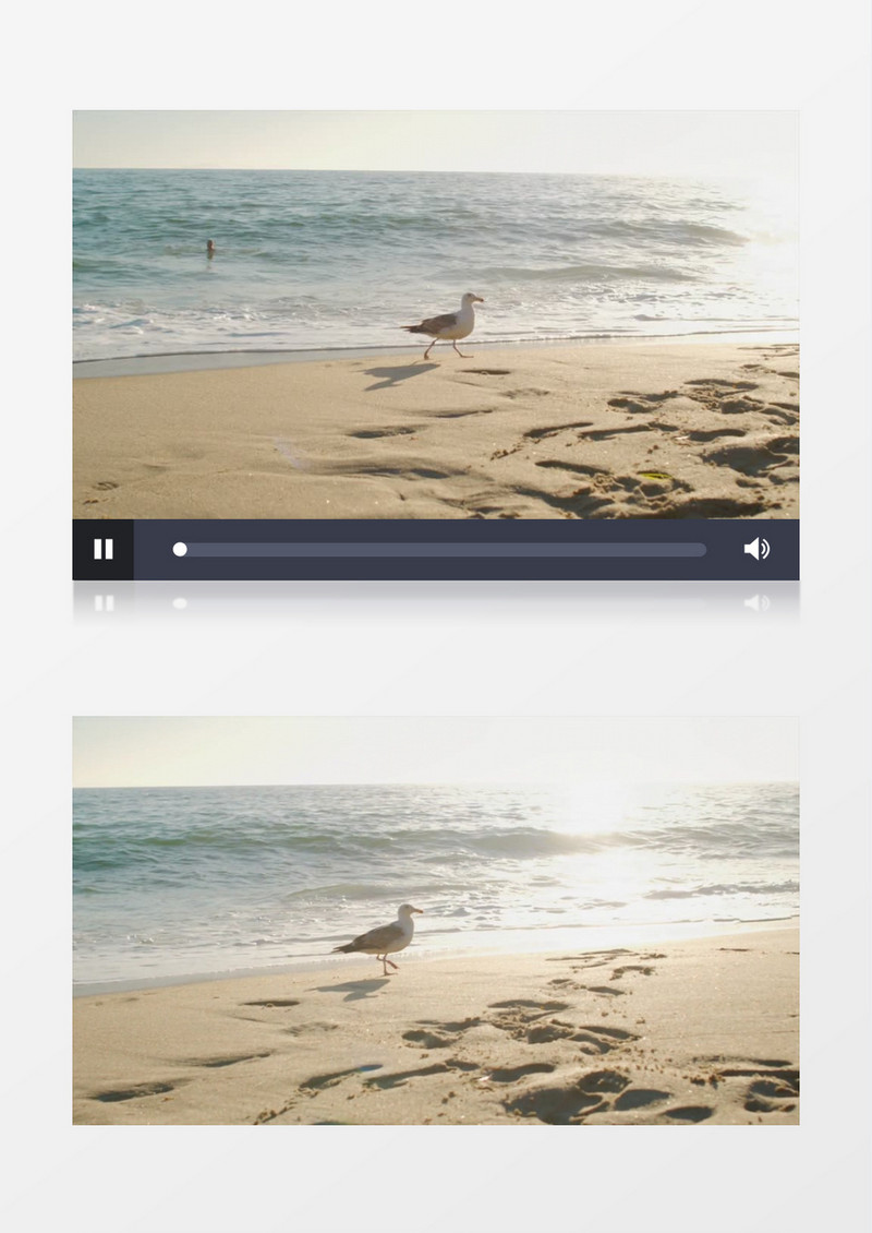 海鸥在沙滩上自由自在的玩耍实拍视频素材