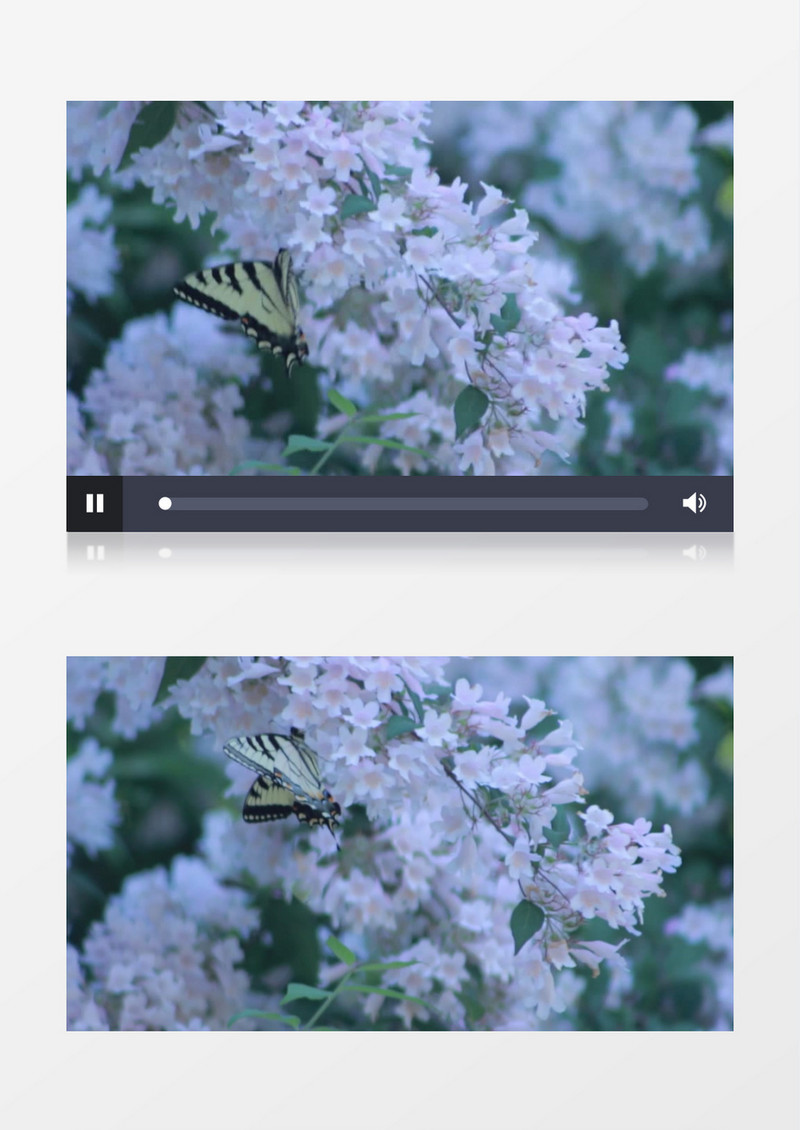 蝴蝶在枝头的花中采蜜实拍视频素材