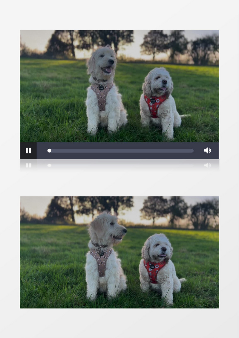 两只小狗在草地上玩耍实拍视频素材