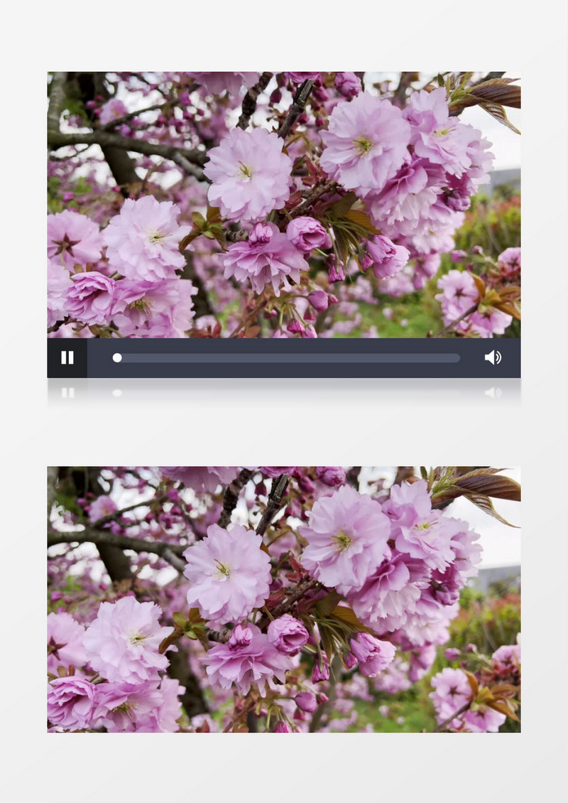 一簇簇樱花被微风轻拂实拍视频素材
