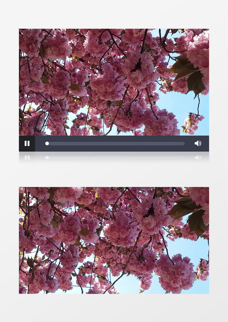 一簇簇樱花随风摇摆实拍视频素材