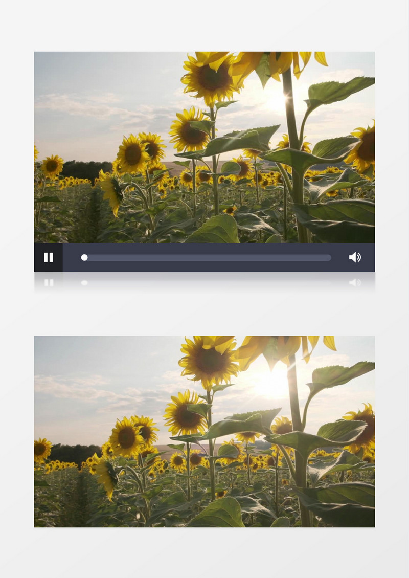 整片向日葵朝着太阳生长实拍视频素材