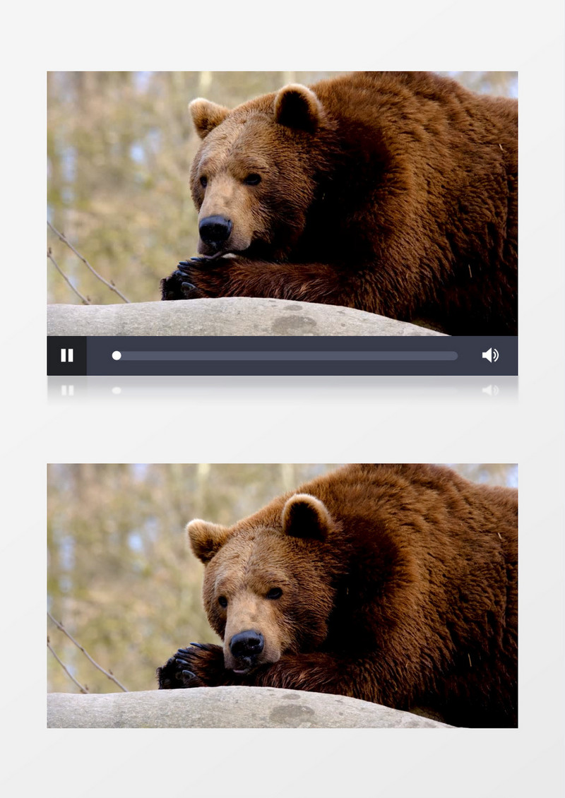 趴在石头上休息的棕熊实拍视频素材