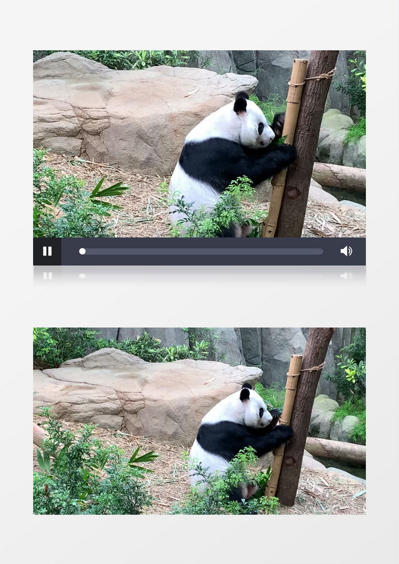 玩耍的熊猫实拍视频素材