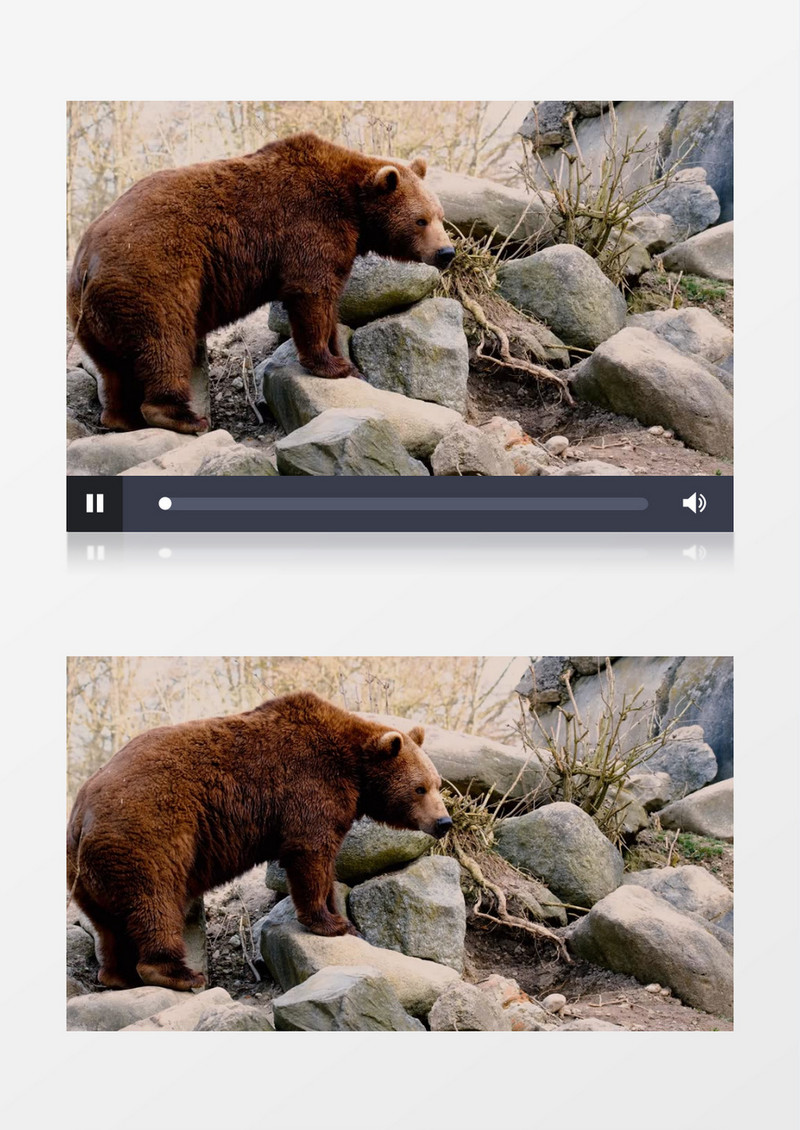 在石头上打哈欠的棕熊实拍视频素材
