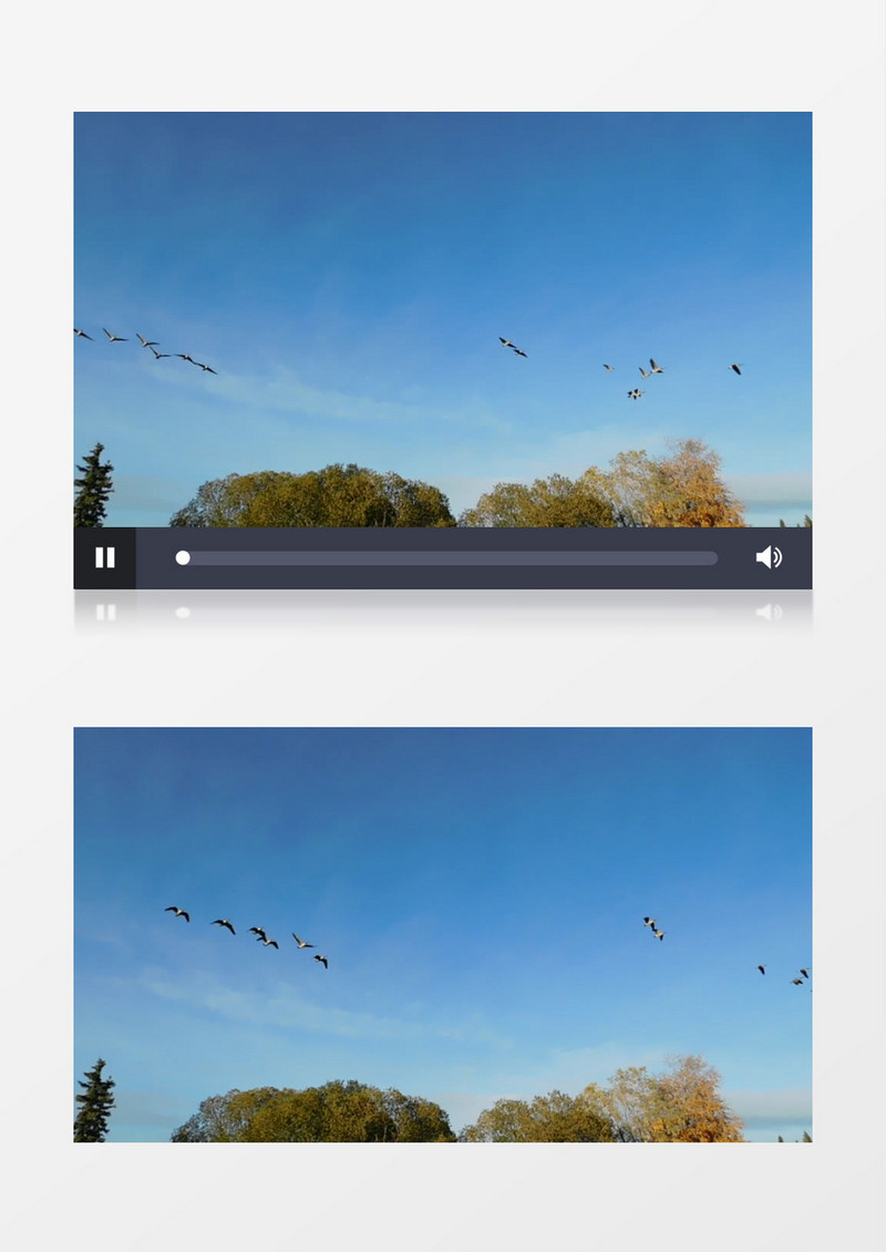 大雁飞过天空实拍视频素材