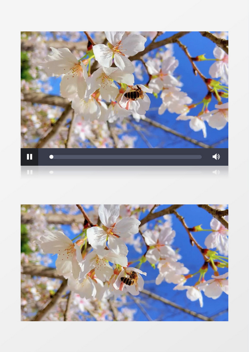 夏日应季花朵实拍视频