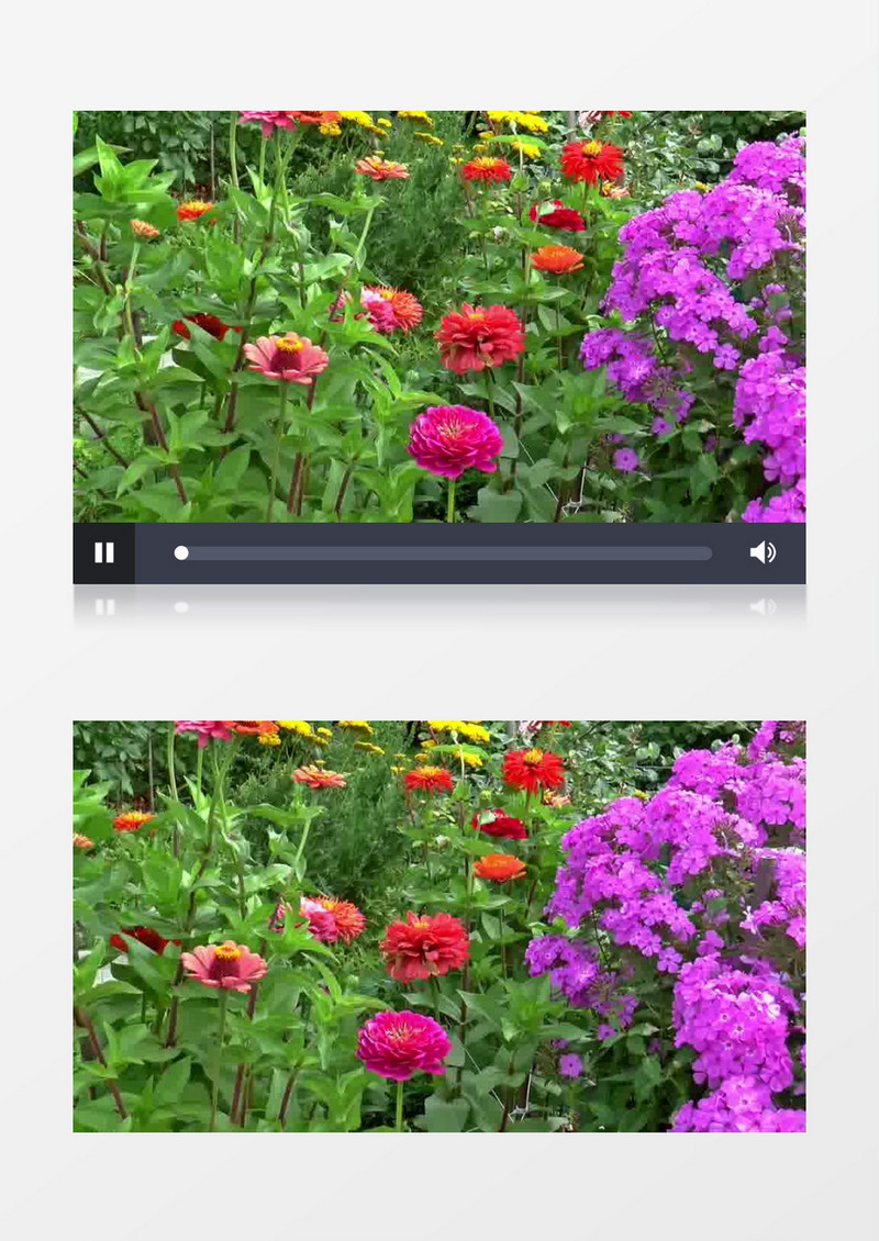 花朵实拍视频花朵mp4视频花朵视频素材