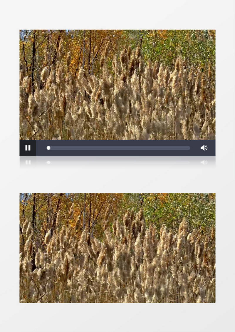 实拍秋日微风中摇曳的树实拍视频素材 