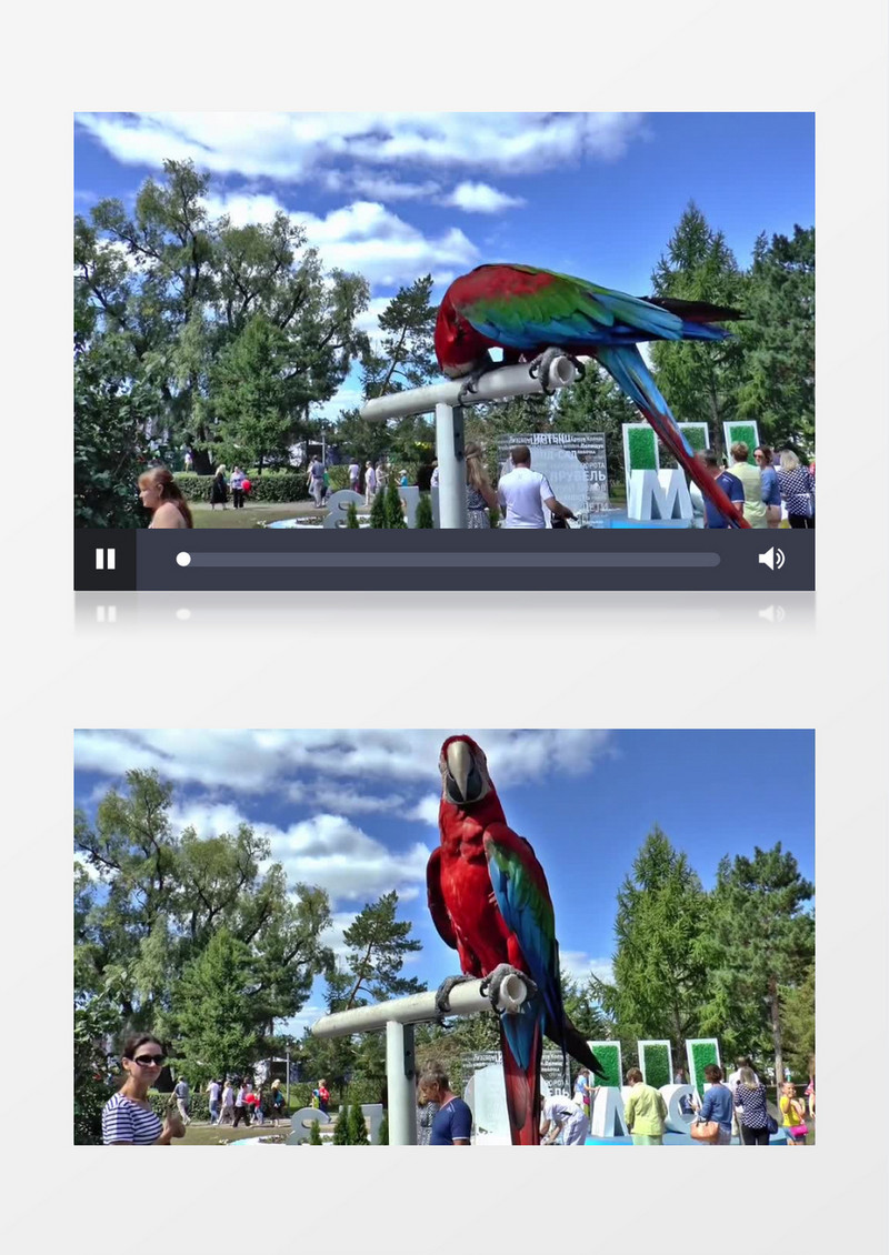  高清实拍夏日里唯美的鹦鹉高清特写实拍视频素材  