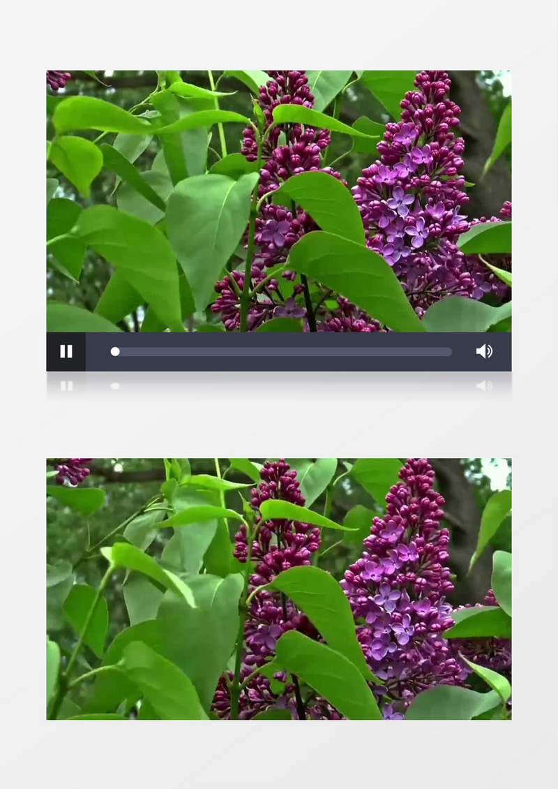 高清实拍微风中紫色美丽的小花苞实拍视频素材   