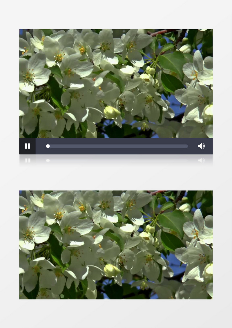  高清实拍微风中盛开的花朵儿实拍视频素材