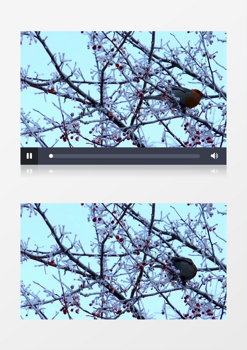 实拍雪树上觅食的小鸟高清实拍视频素材    