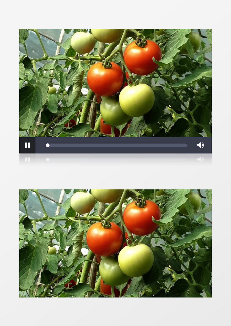 实拍微风中硕果累累的西红柿实拍视频素材  