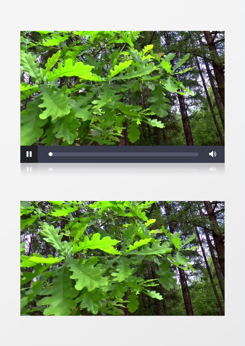 高清实拍树林中随风而动的树叶视频素材  
