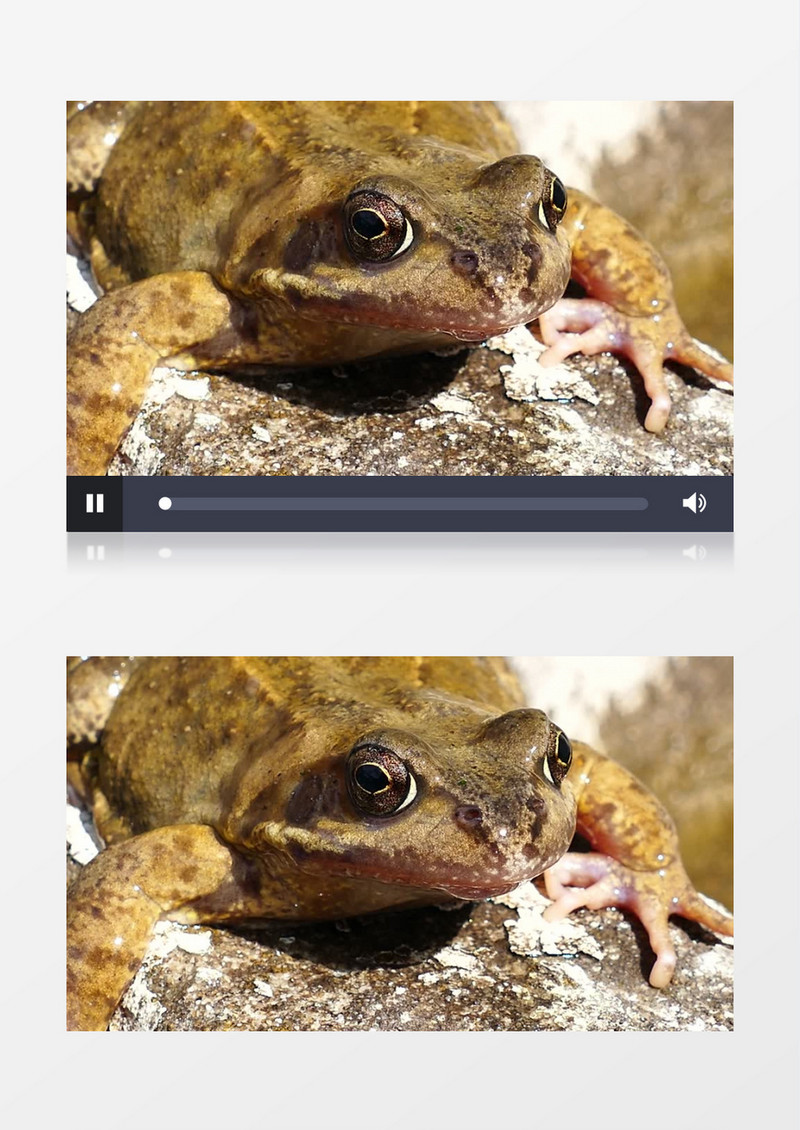 近距离拍摄两栖动物青蛙呼吸特写实拍视频素材
