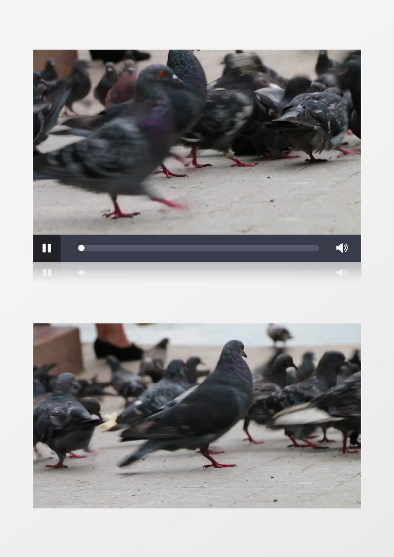 高清近距离拍摄公园鸽子觅食实拍视频素材