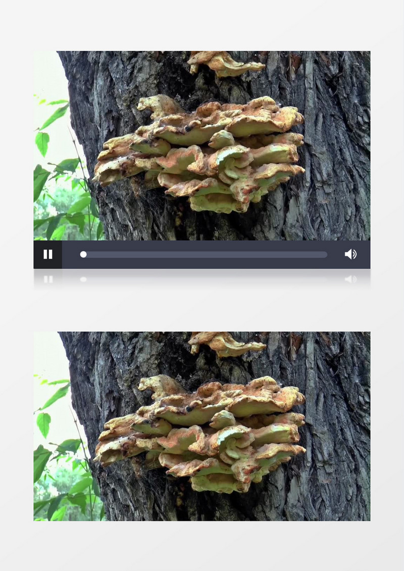近距离拍摄夏季森林牡蛎蘑菇实拍视频素材