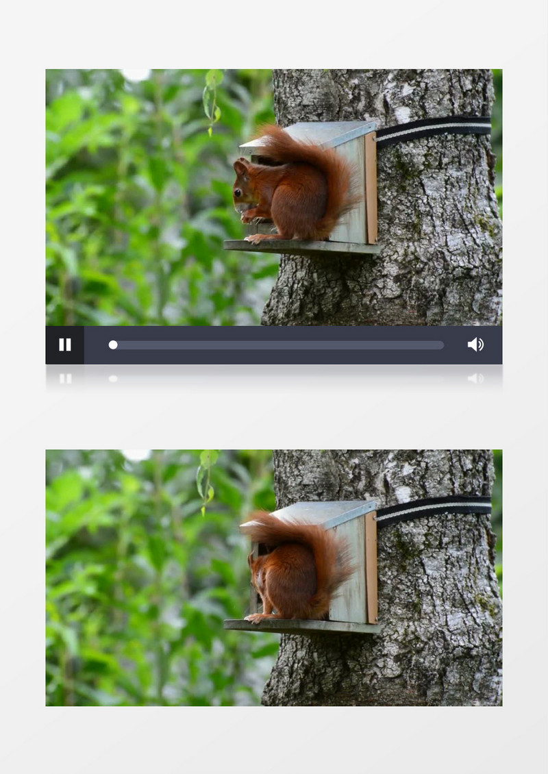 近距离拍摄白天森林里松鼠觅食吃松子实拍视频素材