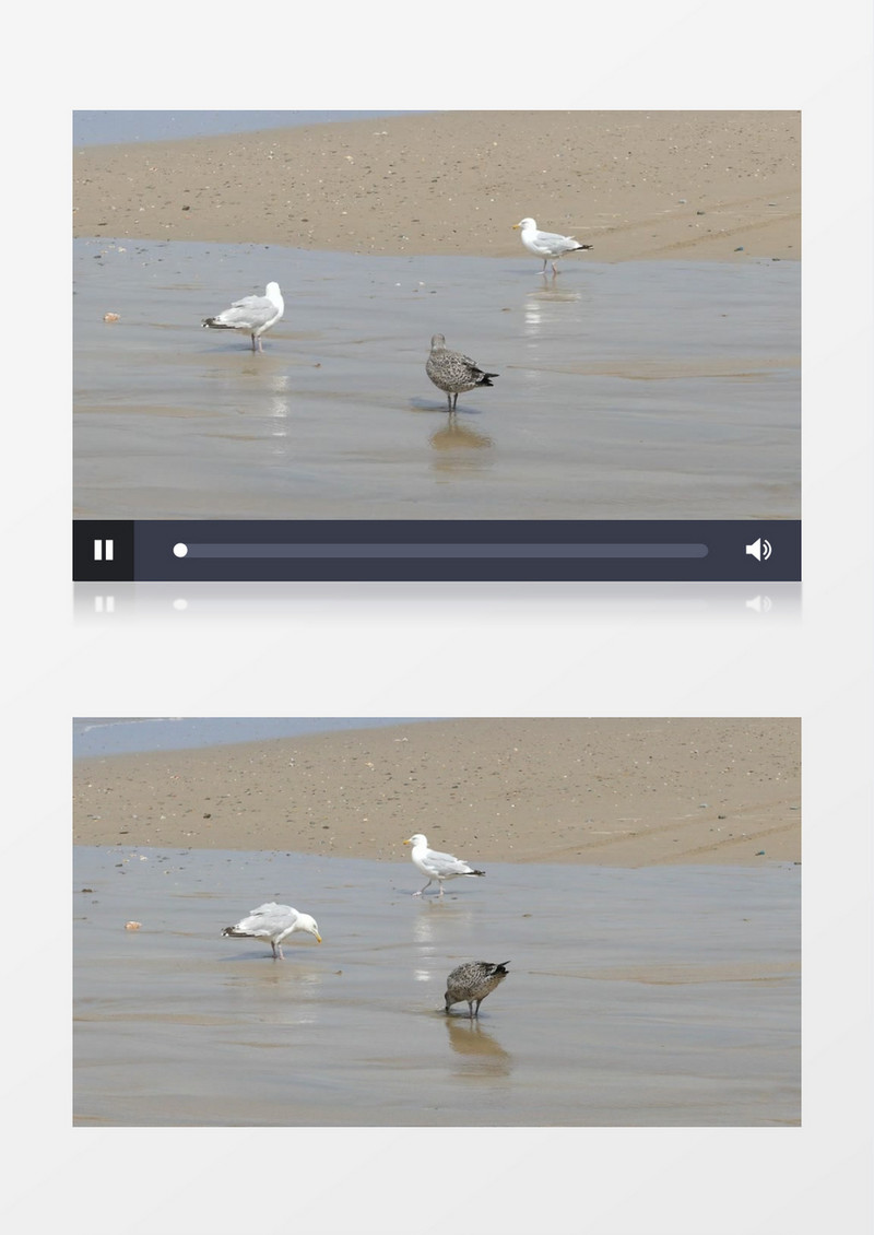 近距离拍摄白天海边河边野生动物鸽子海鸥海鸟觅食喝水实拍视频素材