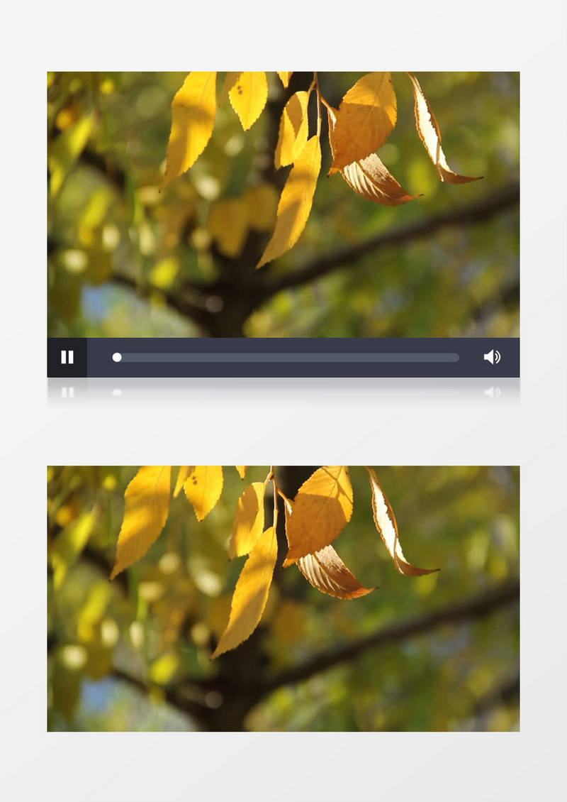 夏天随风飘动的树叶实拍视频素材