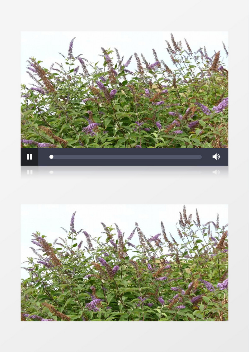 夏季绿色植物鲜花微风摇曳绽放花香实拍视频