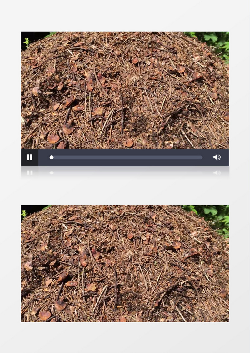 近距离拍摄户外昆虫蚂蚁实拍视频素材