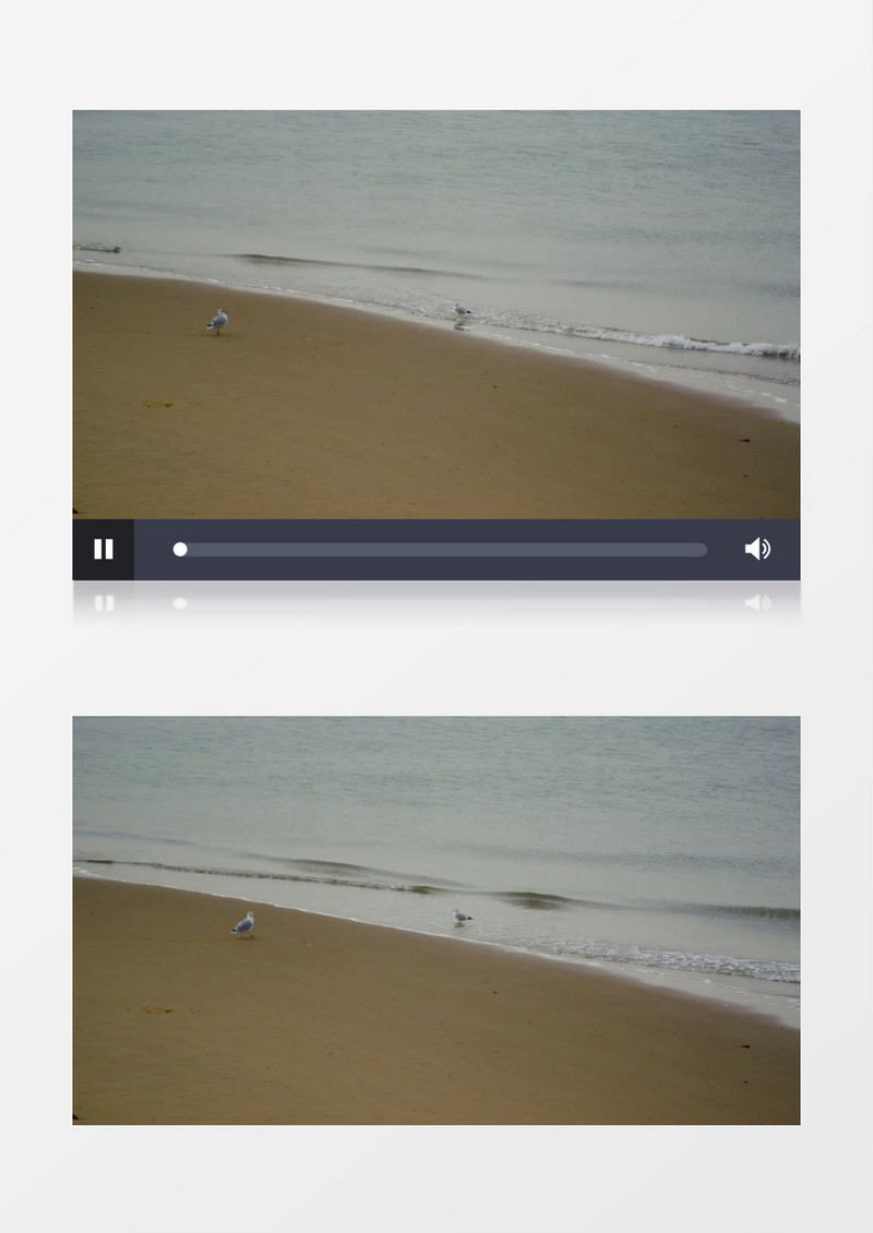 高清夏天海边海岸沙滩海鸥实拍视频素材