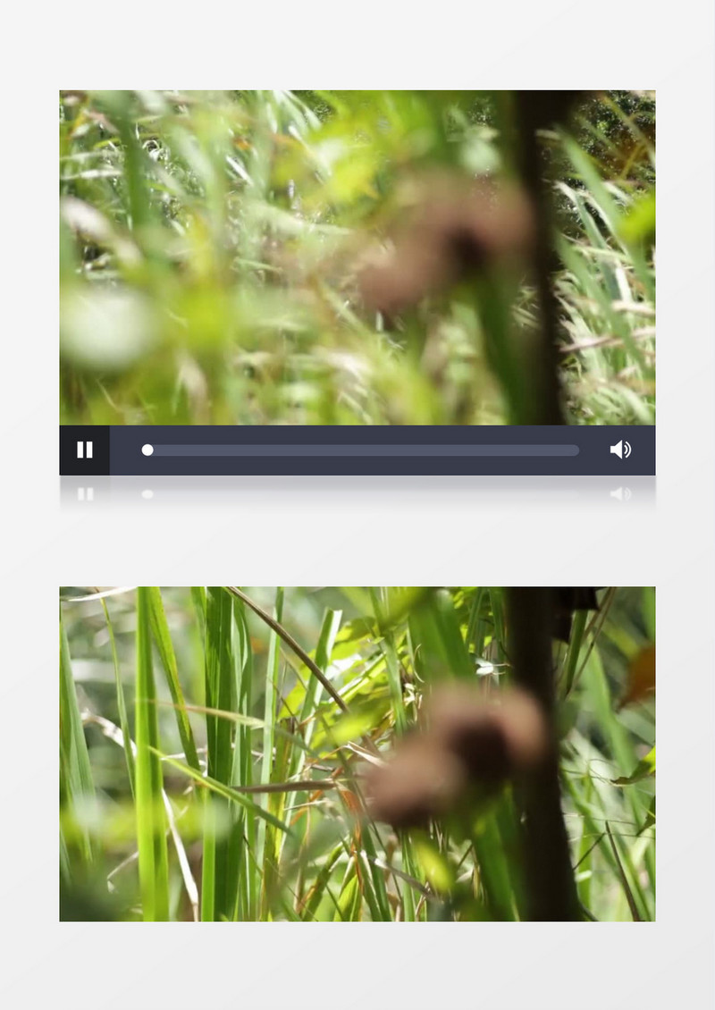 低视角仰视拍摄森林植被草实拍视频素材
