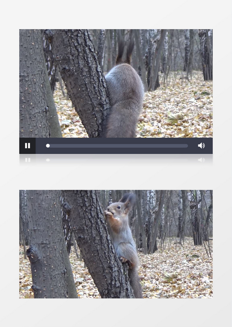 深秋松鼠采食高清实拍视频素材