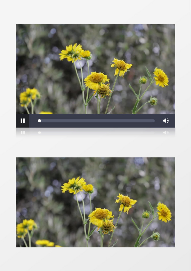 自然春天绿色植物鲜花近景实拍视频素材