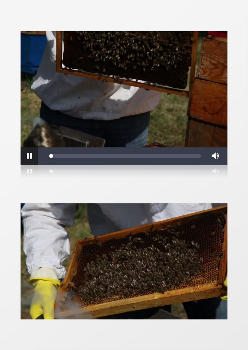 高清实拍养蜂人采蜜过程实拍视频素材