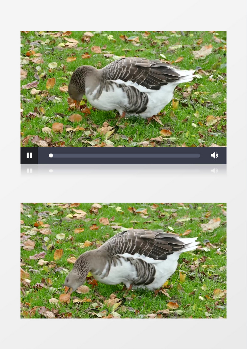 夏天家禽采食自然鸭子实拍视频素材
