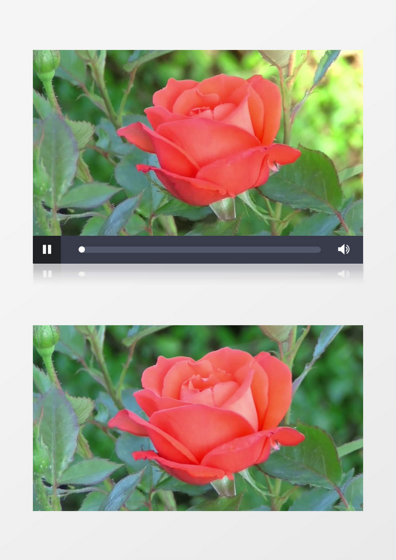 玫瑰浪漫绽放实拍视频素材
