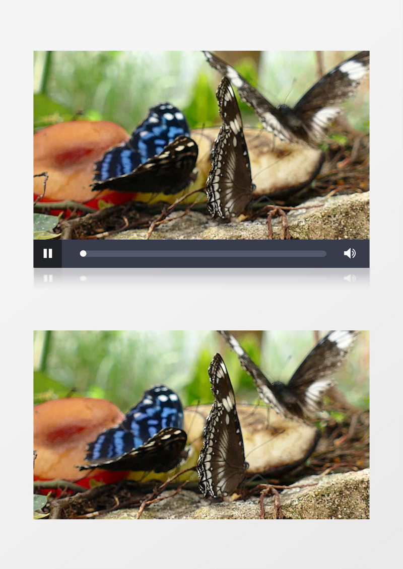 近距离拍摄三只蝴蝶不断煽动翅膀实拍视频素材