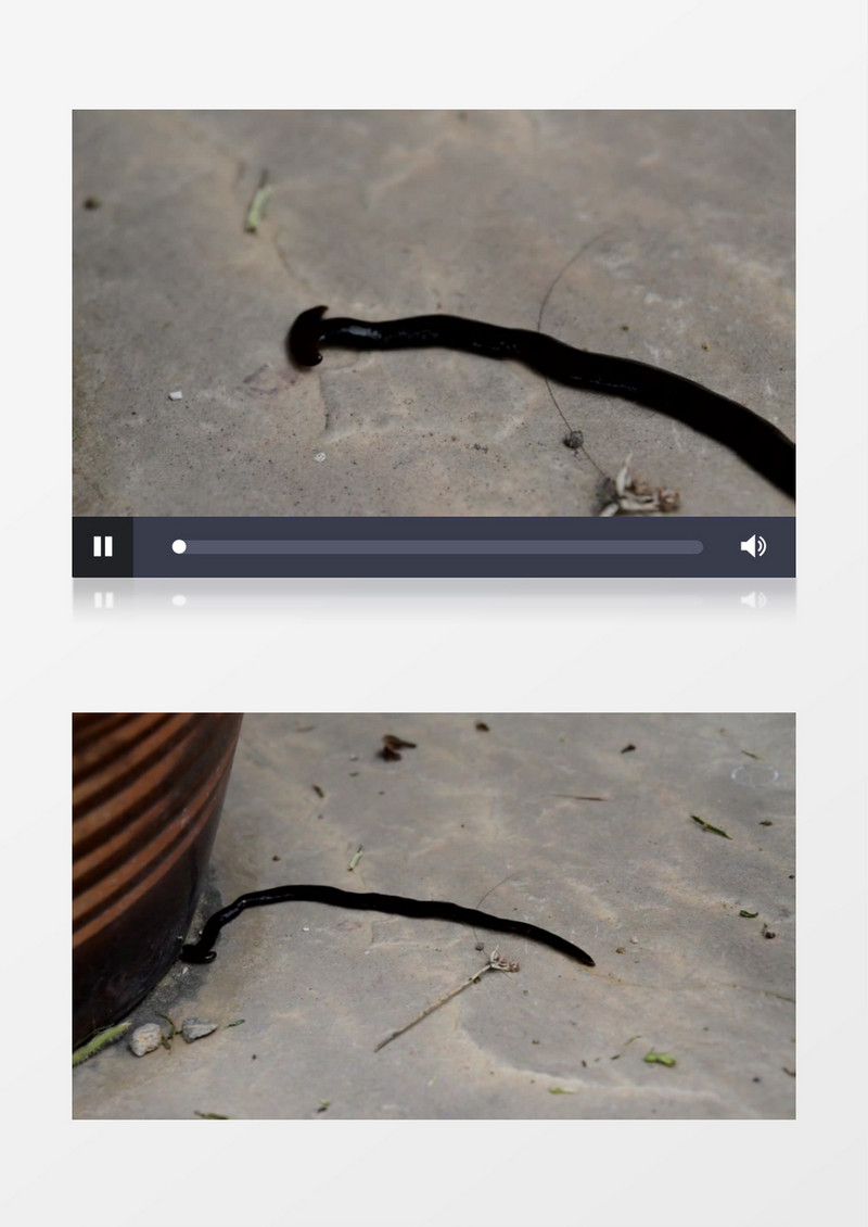 近距离拍摄白天地面爬行无脊椎动物蠕虫实拍视频素材