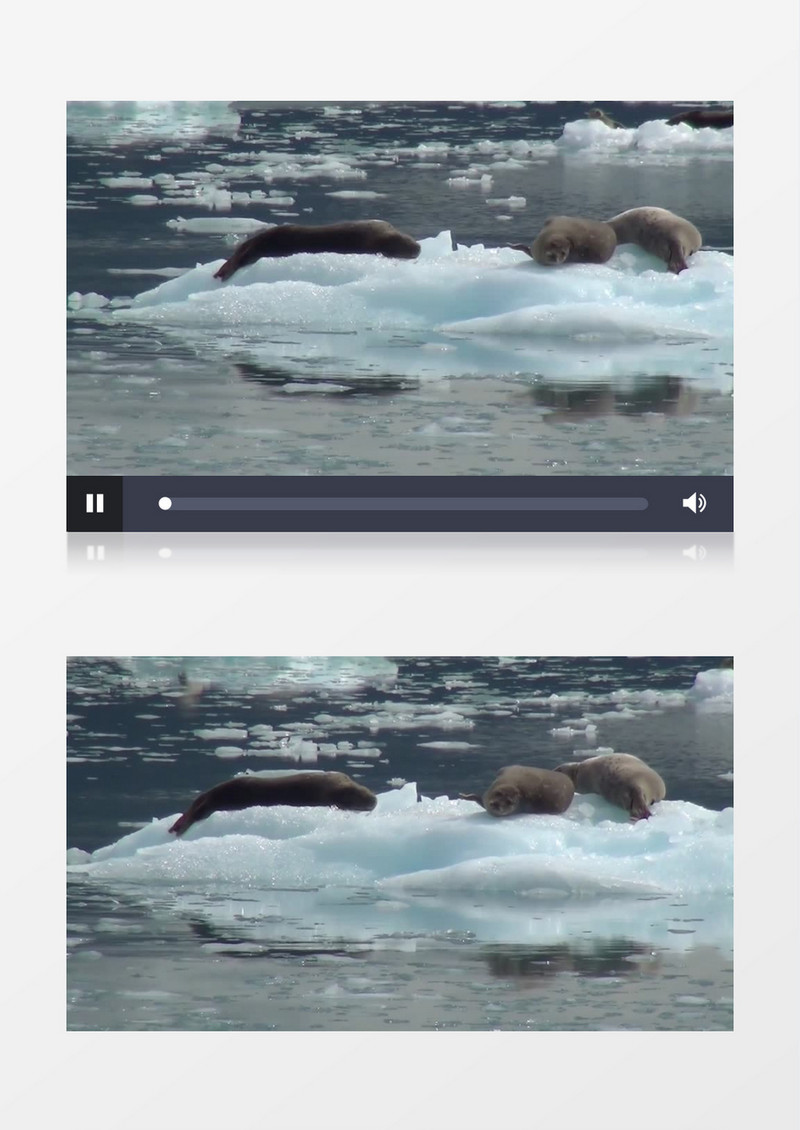 高清拍摄阿拉斯加州白天海狮躺在浮冰上实拍视频素材