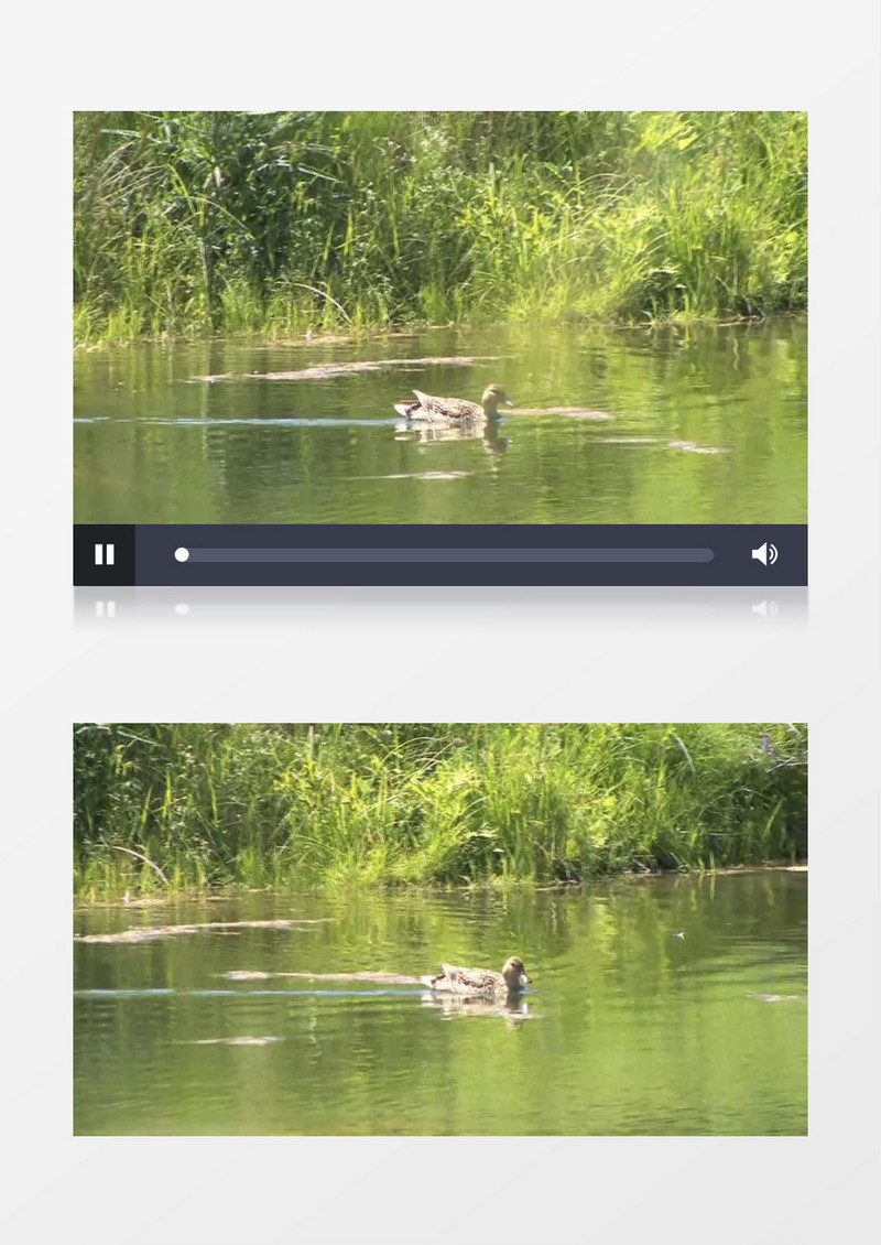 高清拍摄户外湖边野生动物鸭子实拍视频素材