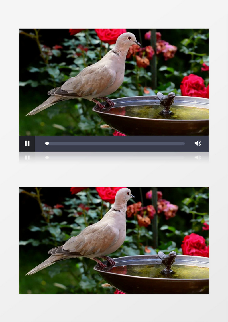 白天近距离拍摄鸟类鸽子喝水实拍视频素材